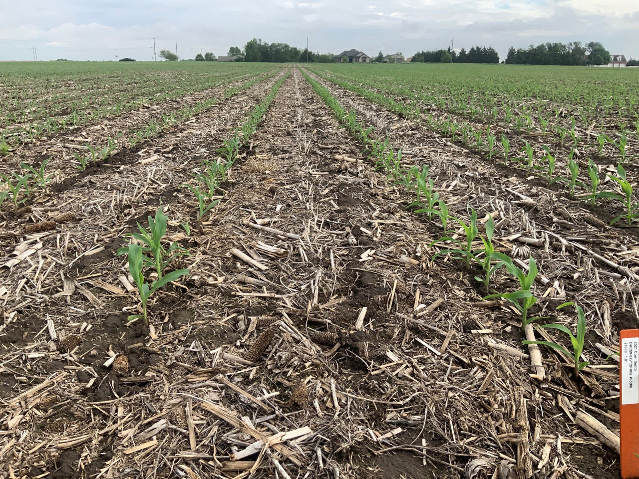Dryland Corn Planting Depth by Population Study